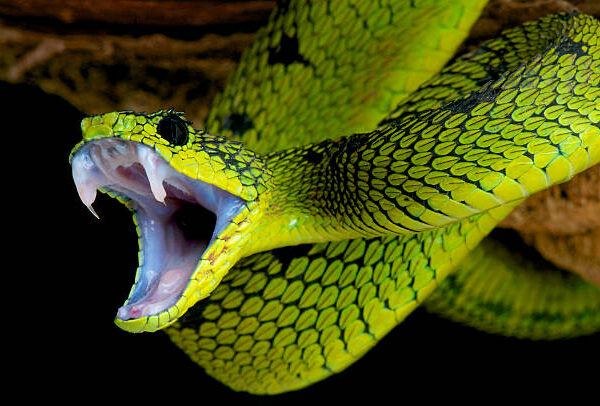 Do all Snakes have teeth?