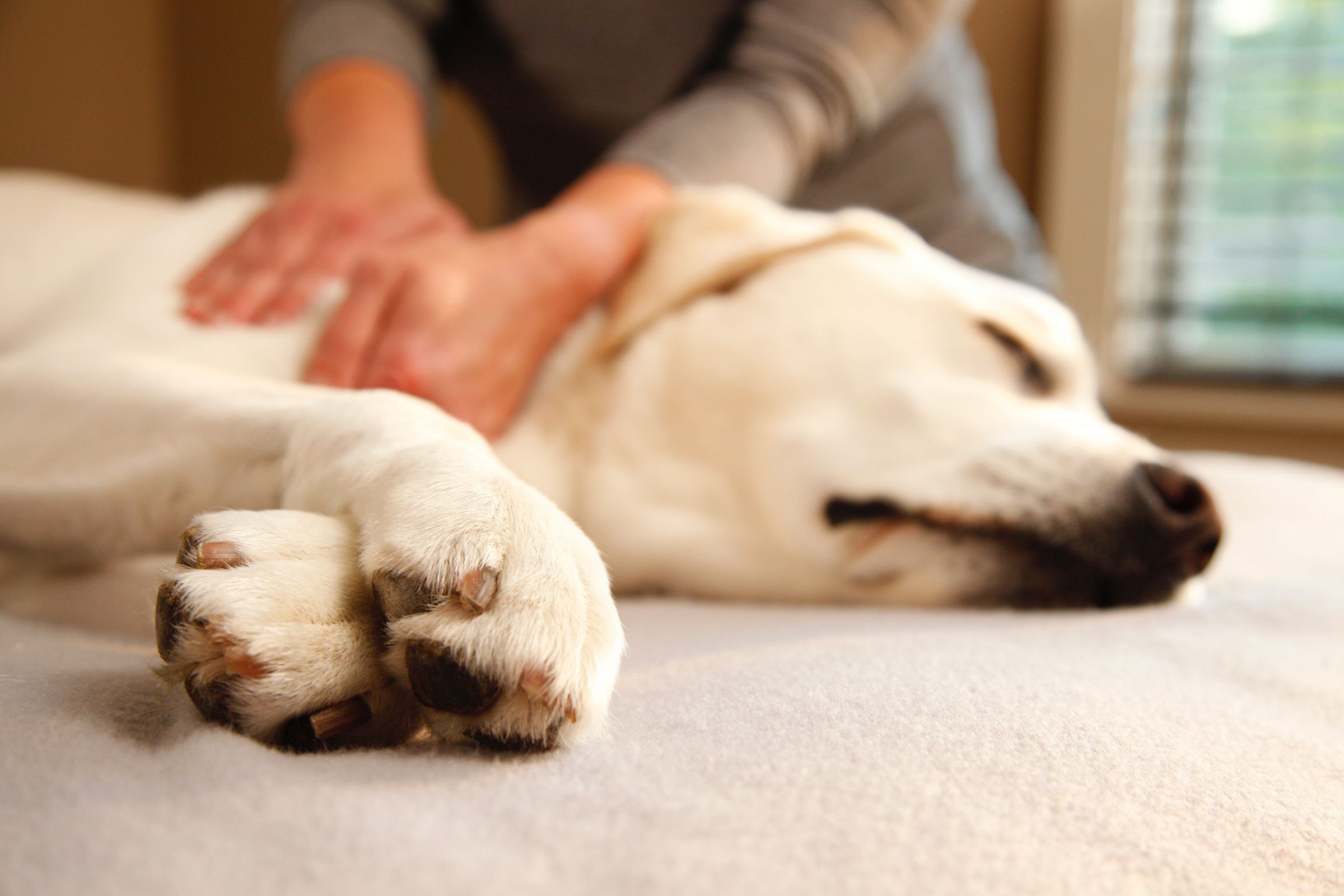 best canine massage therapy schools