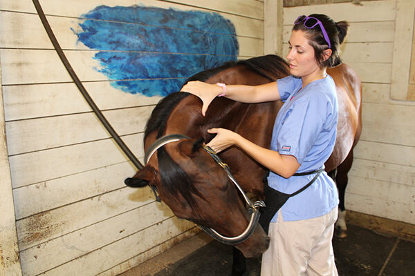 best online equine massage therapy schools