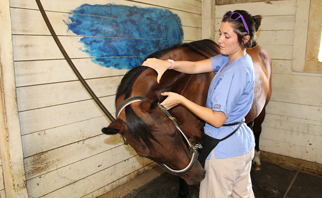 best online equine massage therapy schools