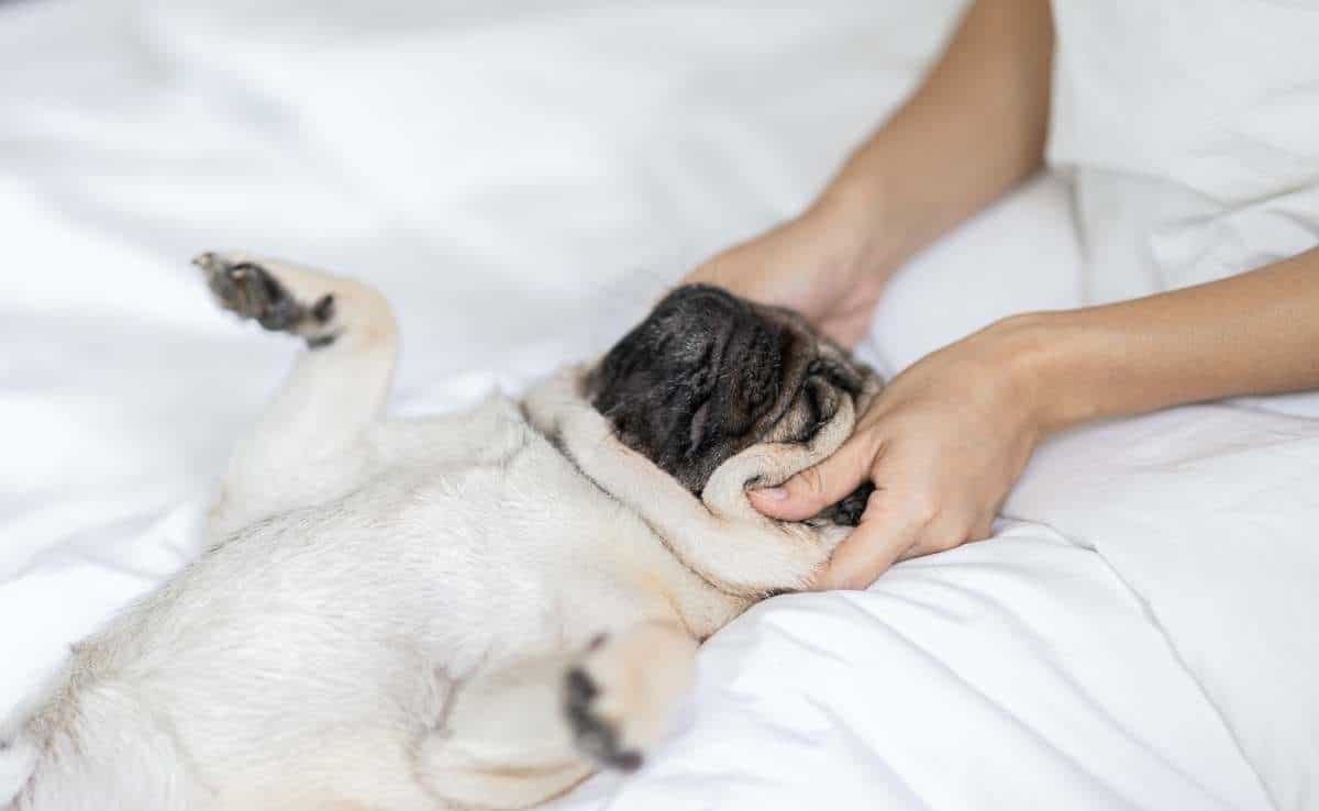 How to become a Certified Dog Massage Therapist